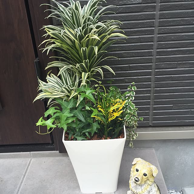 purintoreohainuさんの実例写真