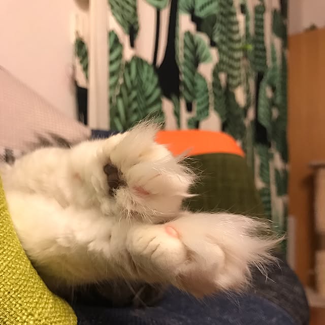 asukinokoさんの実例写真