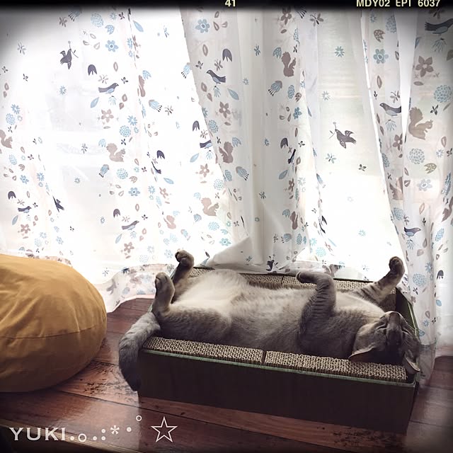 kotoriさんの実例写真