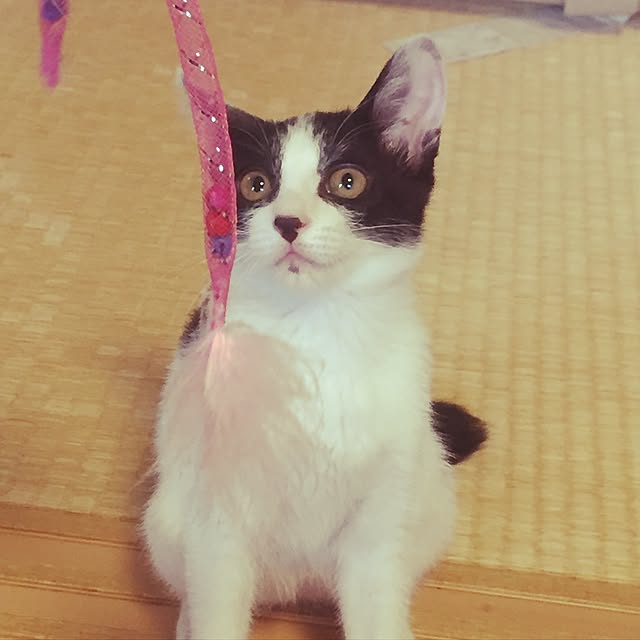 candyさんの実例写真