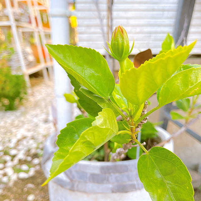 eriharuさんの実例写真