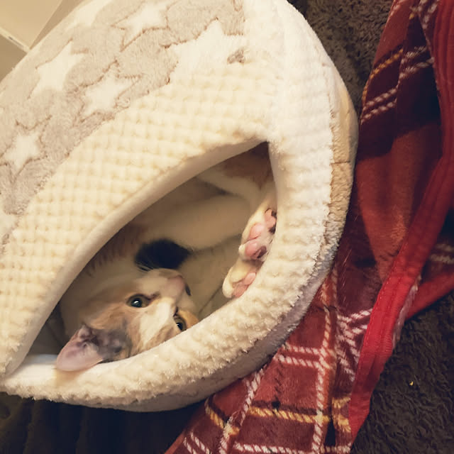 kakkyさんの実例写真