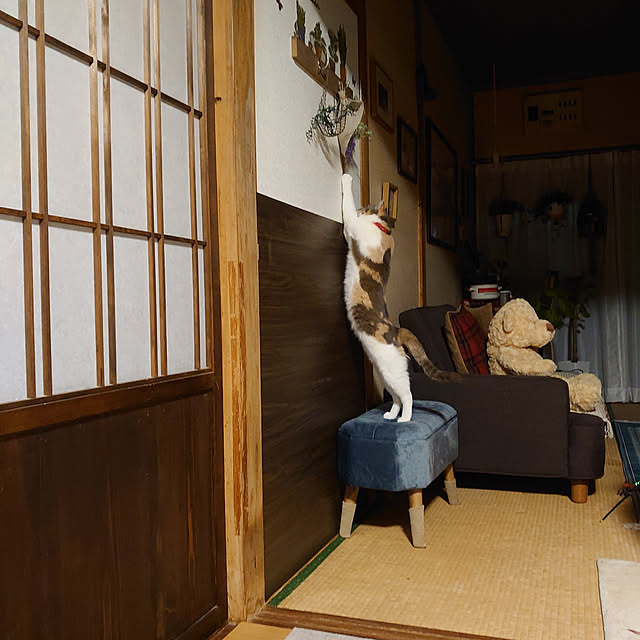 fukuさんの実例写真