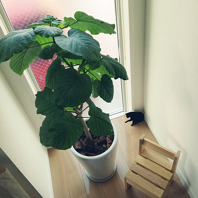 pinokoさんの実例写真