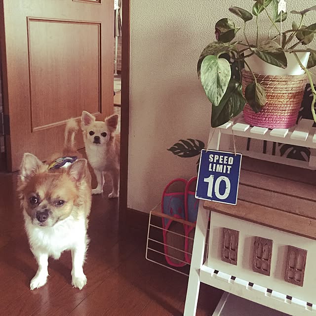 実例写真