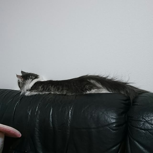 shinobuさんの実例写真