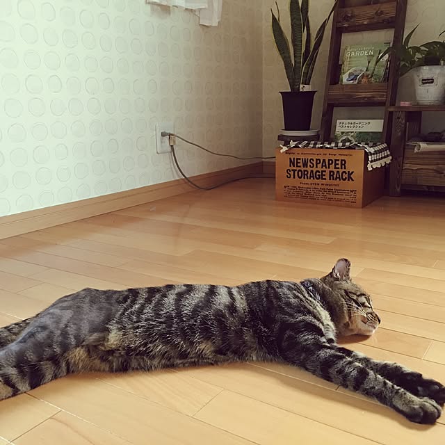konnakanjiさんの実例写真