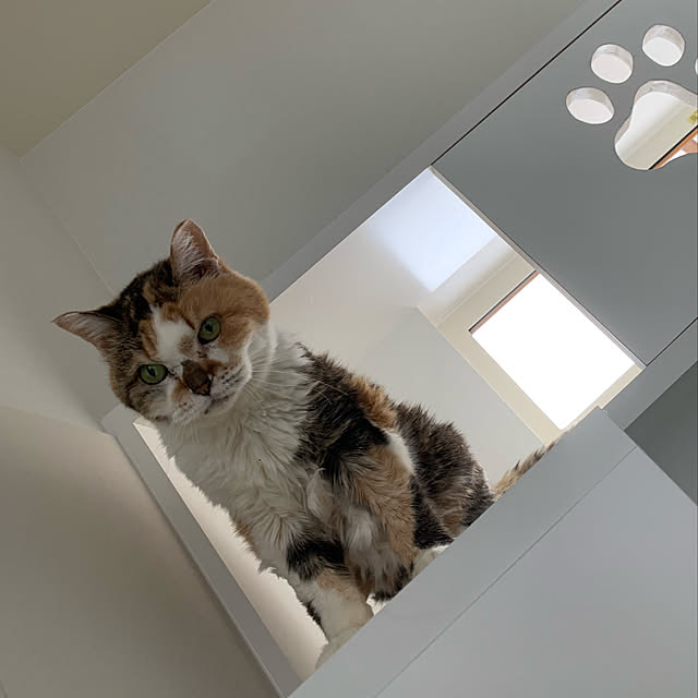 mikeume7さんの実例写真