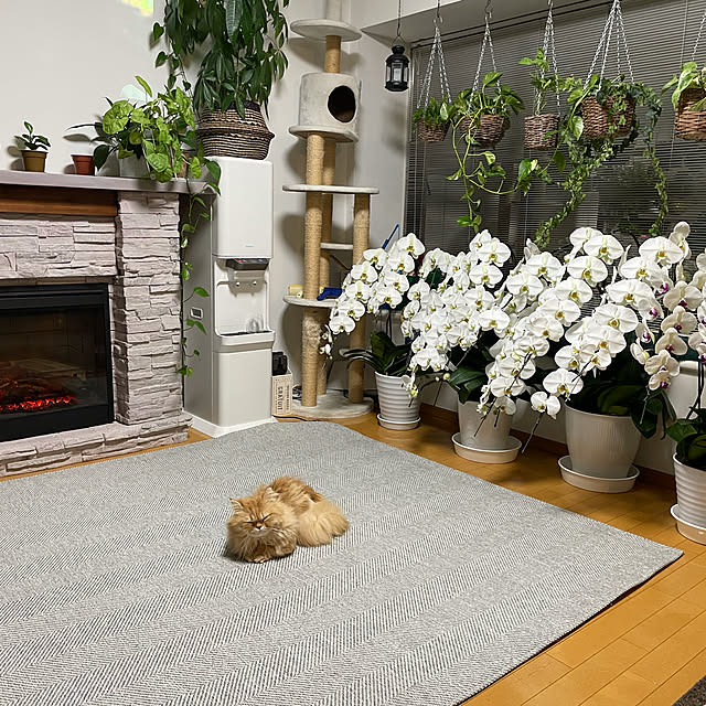 mamewo23さんの実例写真