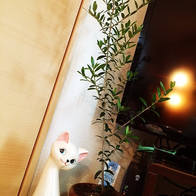 wata555ayachiさんの実例写真