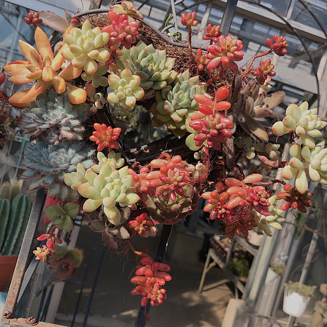 虹の玉/スノージェイド/多肉植物/玄関/入り口のインテリア実例 - 2019-11-10 23:27:03