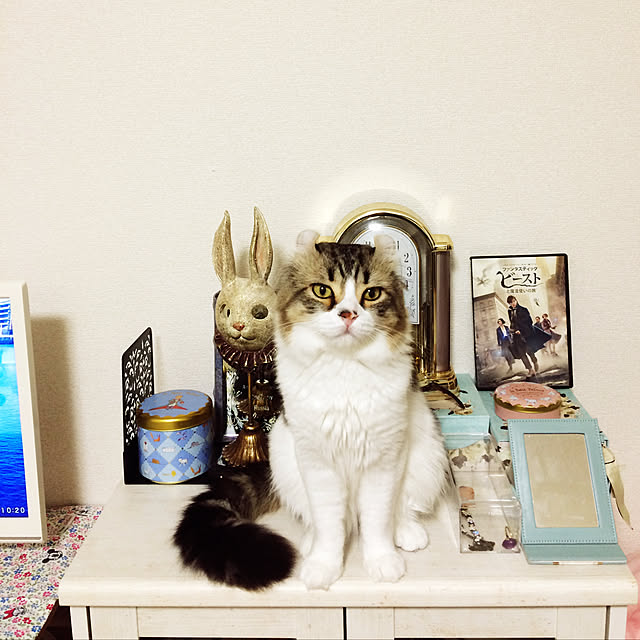 rapiandmaruさんの実例写真