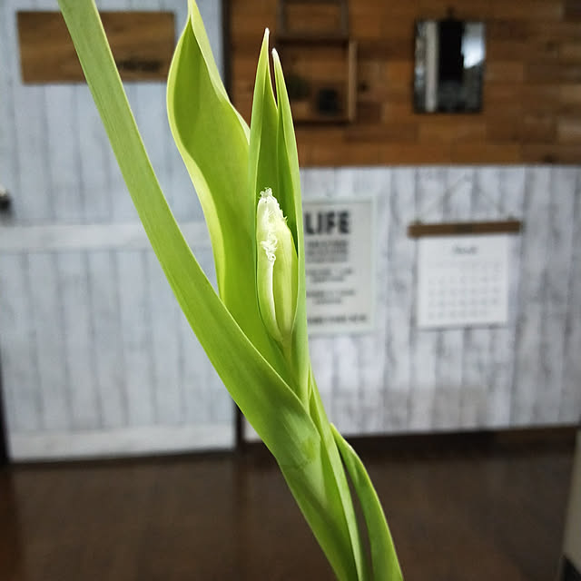 opiopiopiさんの実例写真