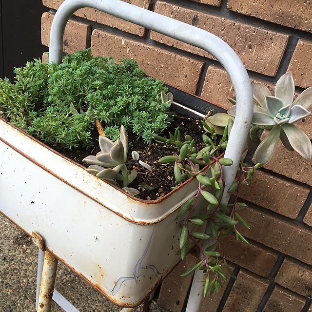 玄関/入り口/多肉植物のインテリア実例 - 2016-10-15 23:07:42