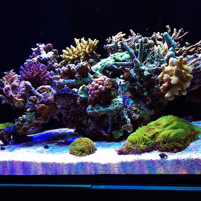 aquarium_seaさんの実例写真