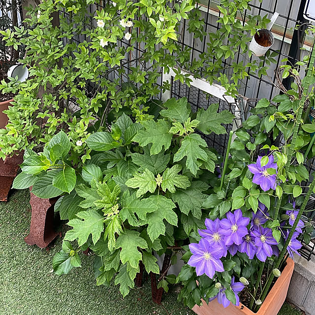 yoshirinさんの部屋