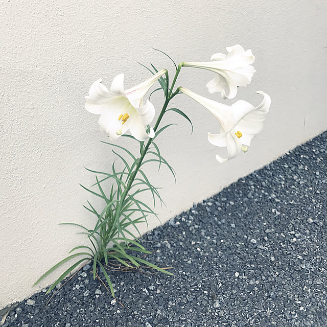 mizucchiさんの実例写真