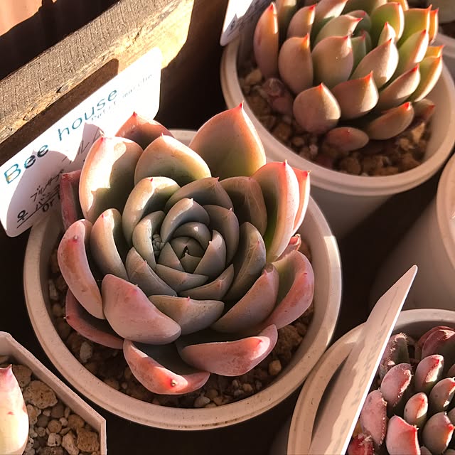 miniさんの実例写真