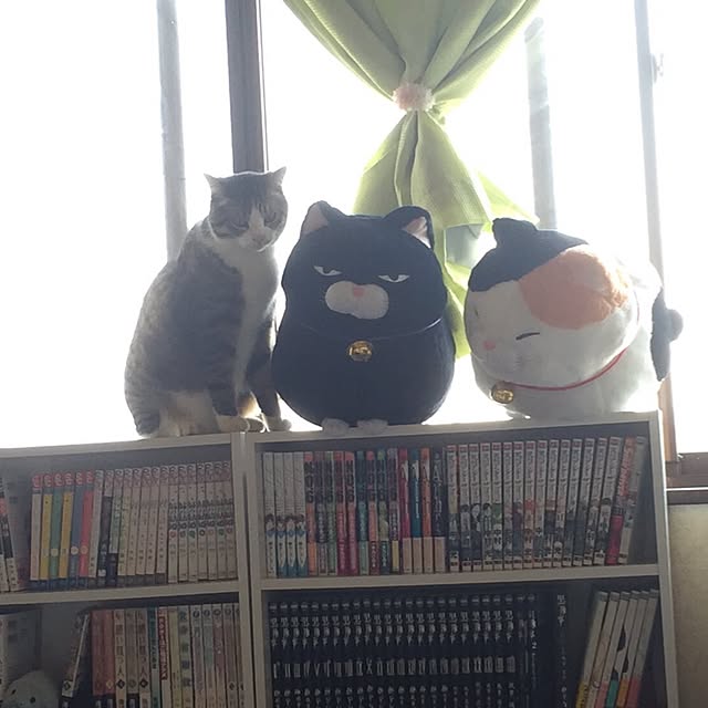 ofuさんの実例写真