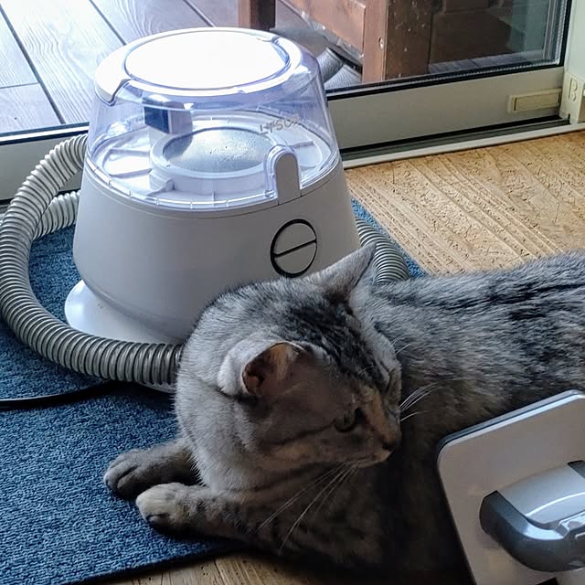 38catさんの実例写真