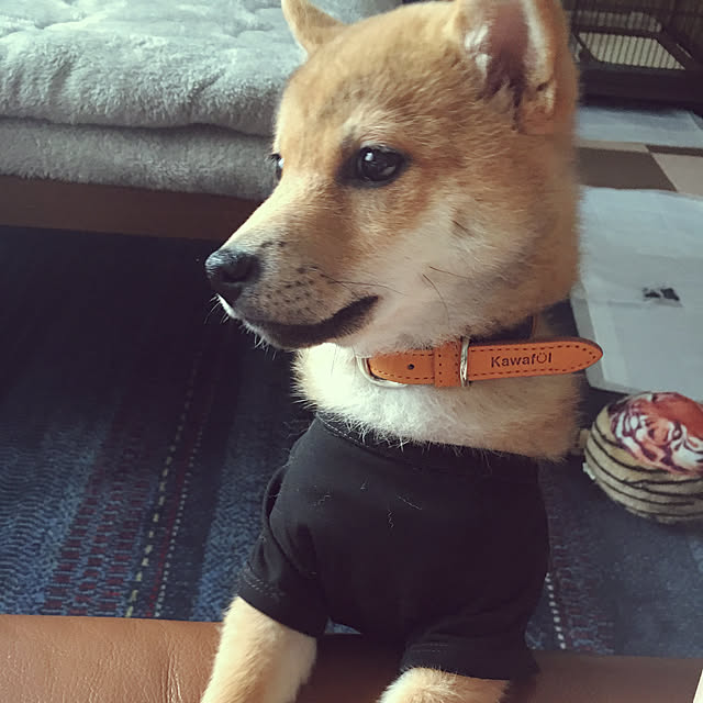 tanyuumoさんの実例写真