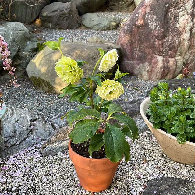 shin0719さんの実例写真