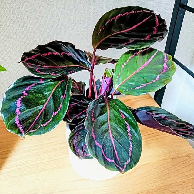 hanachanさんの部屋