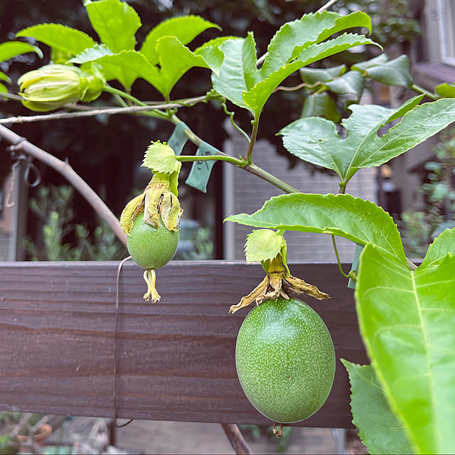 botanさんの実例写真