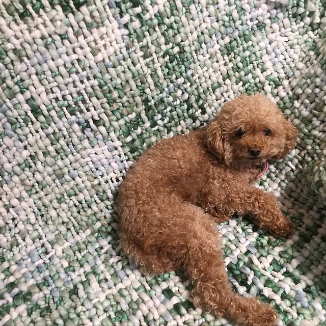 RURULOVEさんの実例写真