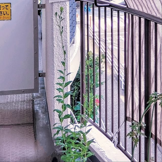 mi-saさんの部屋