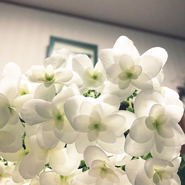 fuwa-mocoさんの実例写真