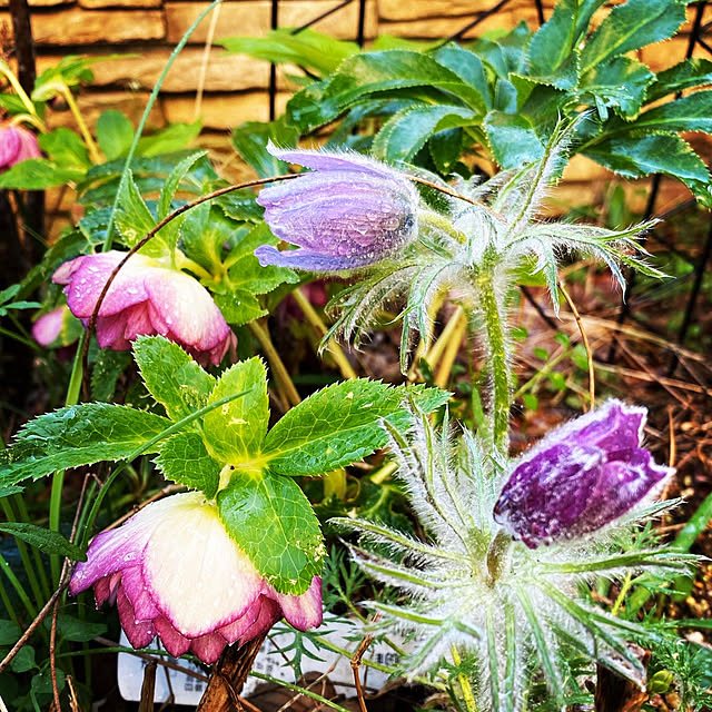 moainanoさんの部屋