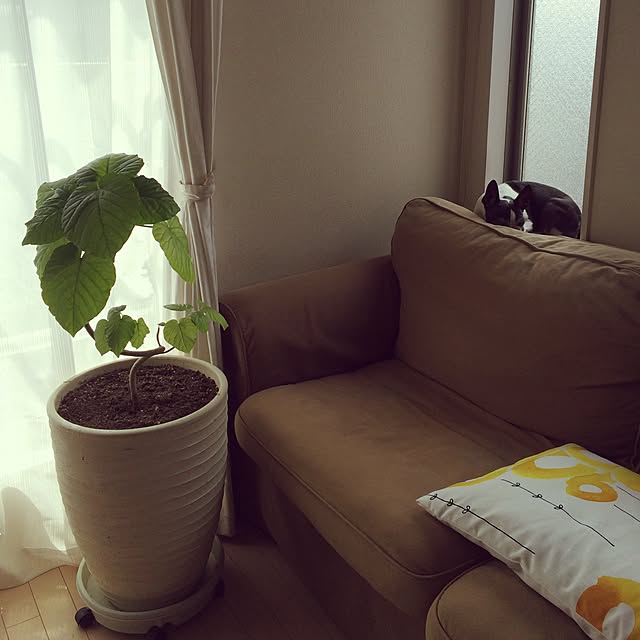 sacrasakuさんの実例写真
