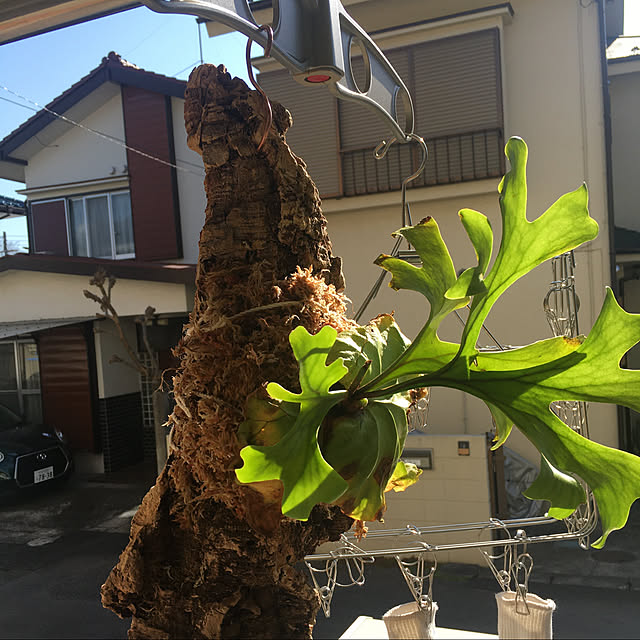 ogatyoさんの実例写真