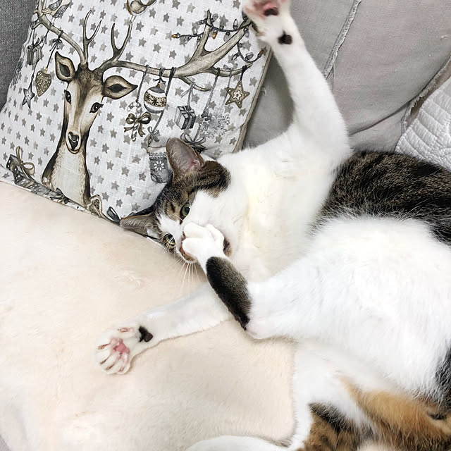 yuchiさんの実例写真