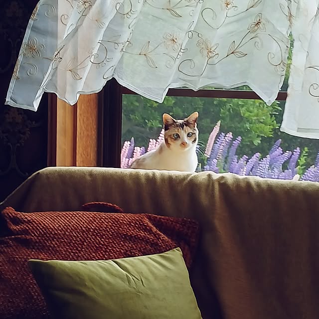 ruantaiさんの実例写真