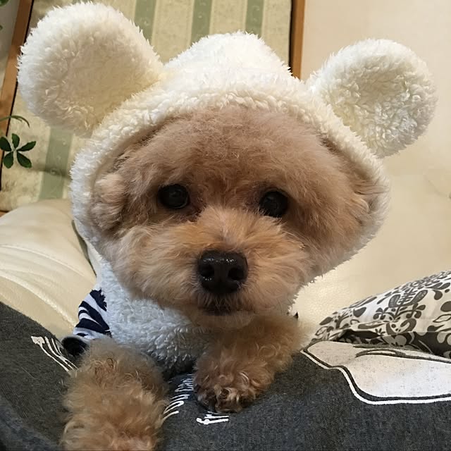 chocomamaさんの実例写真