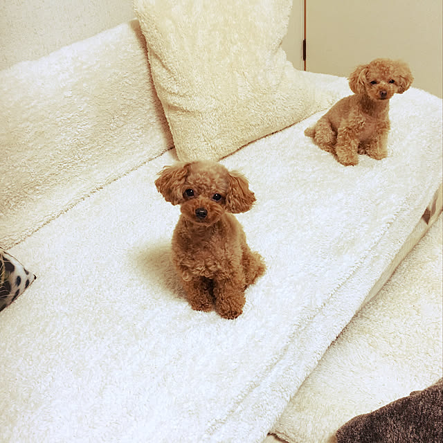 kuuazu.mamaさんの実例写真