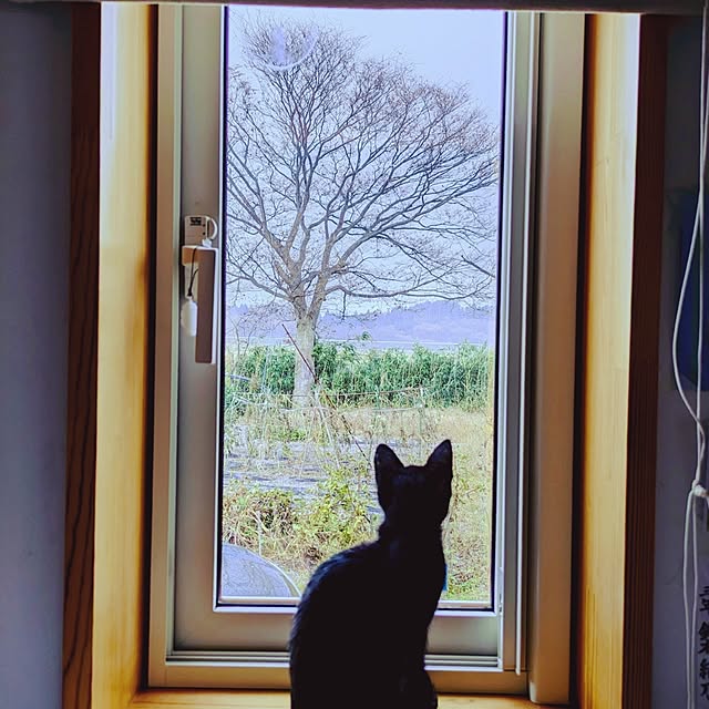 MyuRuuさんの実例写真