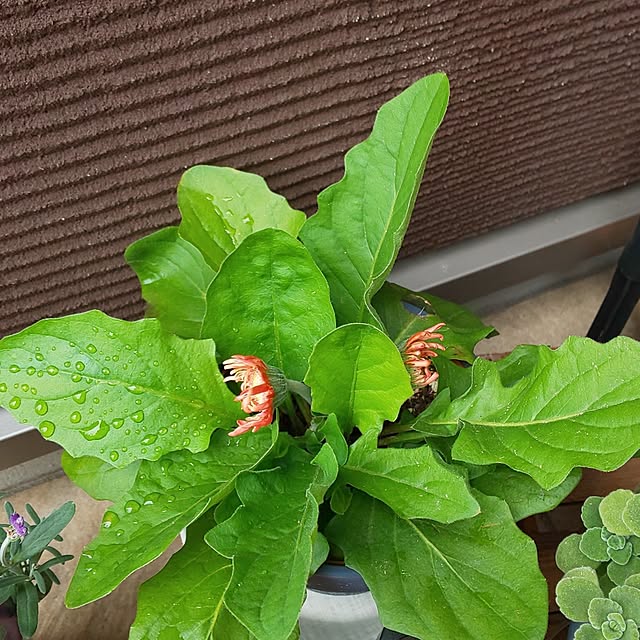KOHAKUさんの部屋
