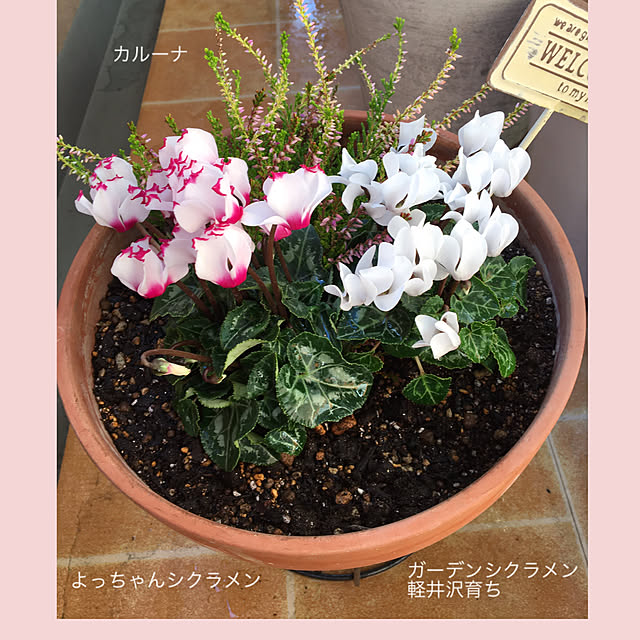akezouさんの実例写真