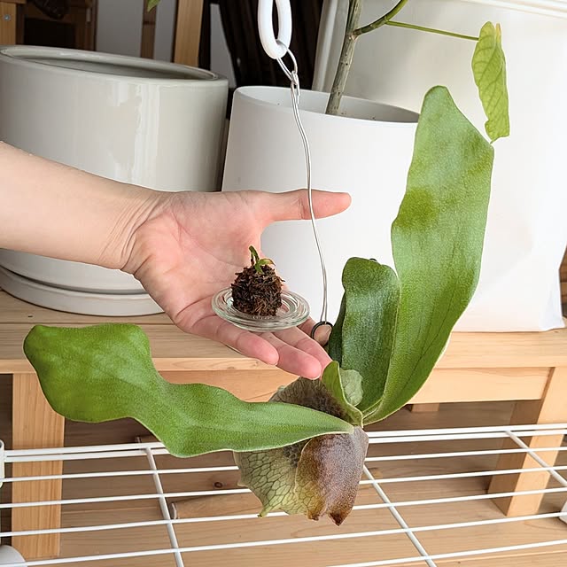 PEROさんの部屋