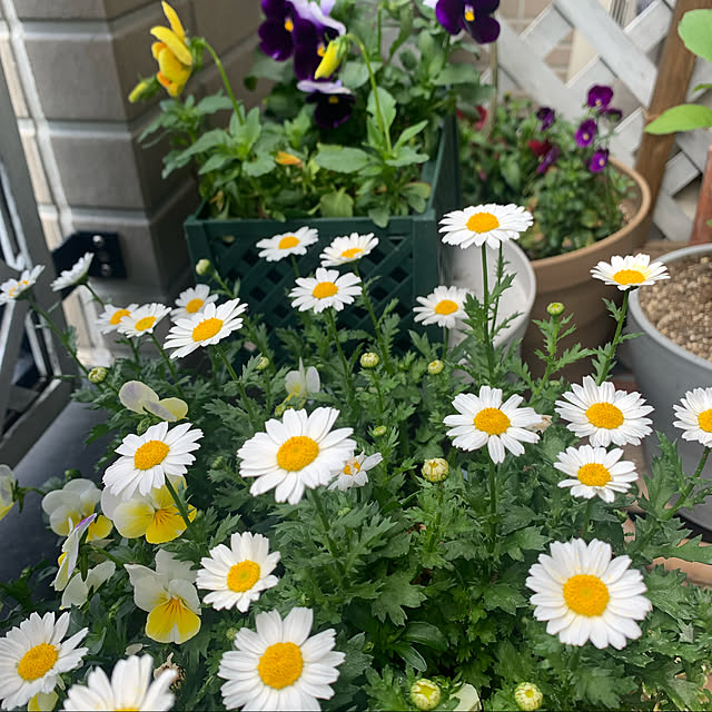 nikkoさんの実例写真