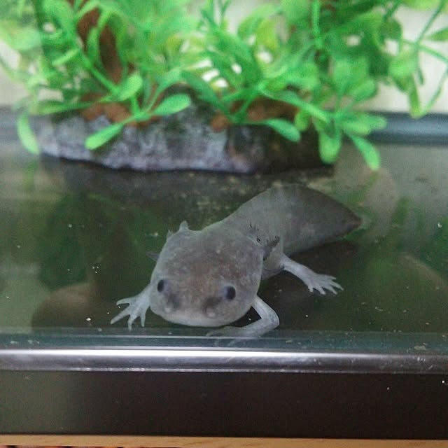 Tirorinさんの実例写真