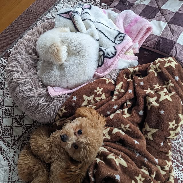 norinoriさんの実例写真