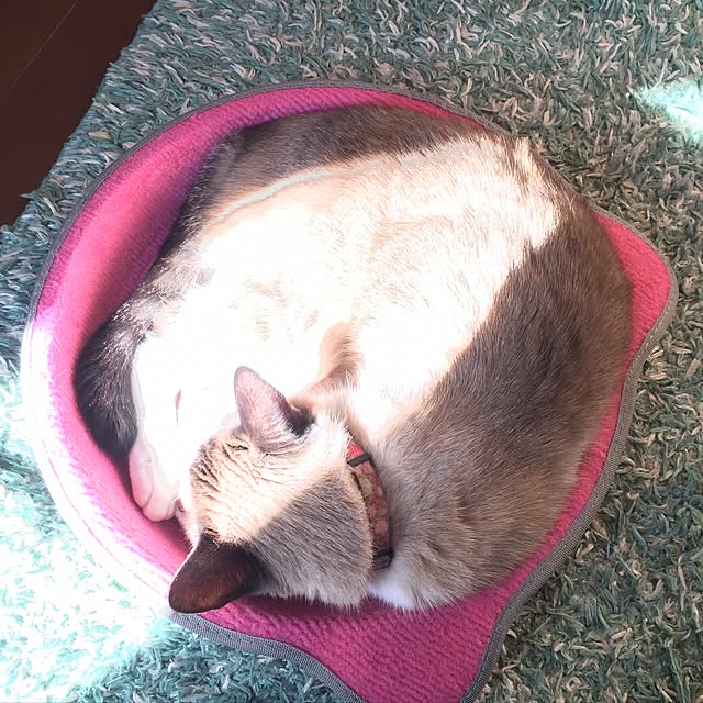bowbowcoさんの実例写真