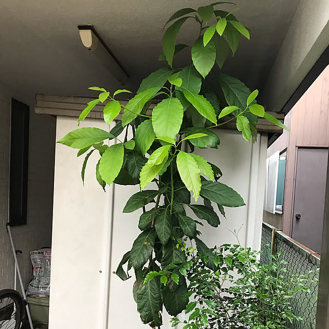purimura.kaoruさんの実例写真