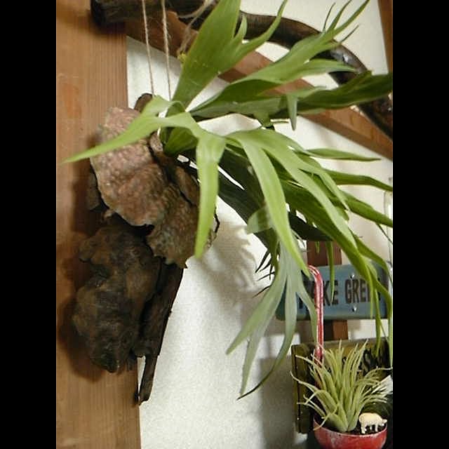 INDOORさんの実例写真