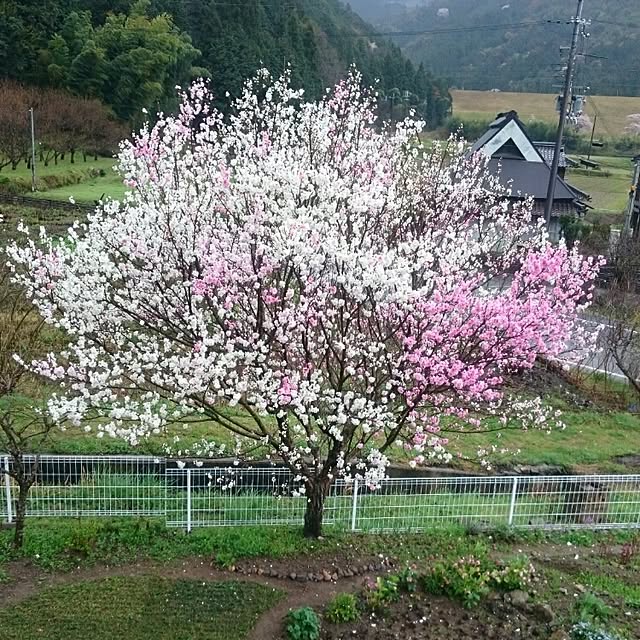 pepeさんの実例写真