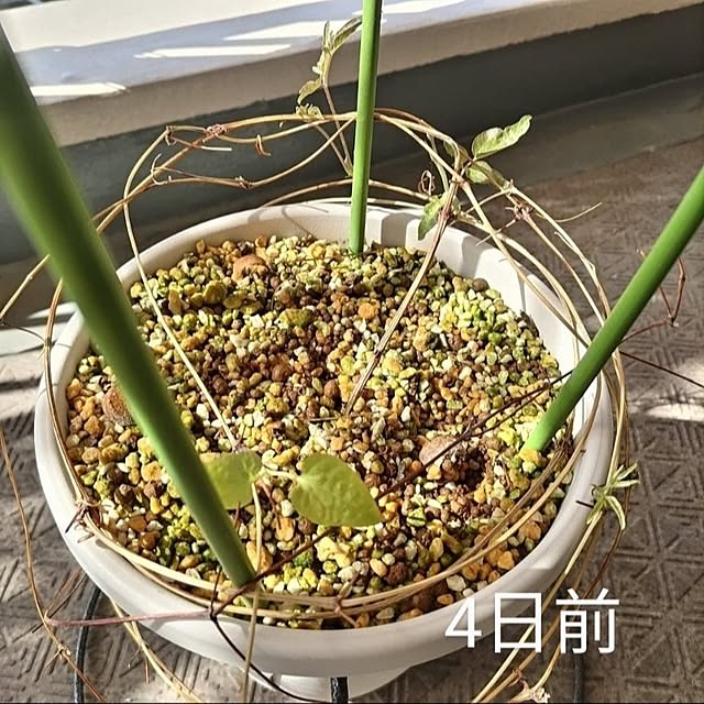 mi-saさんの部屋
